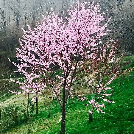 Villa Casa Nuova Montechiaro D'acqui